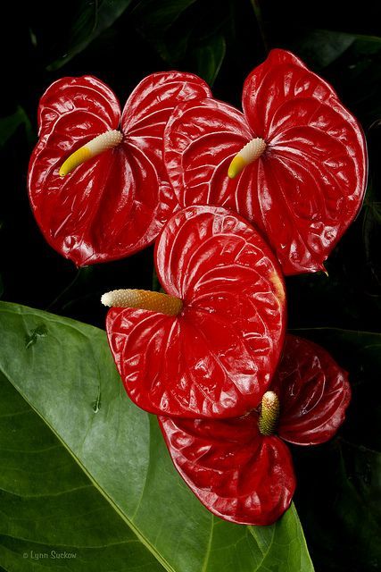 anthurium reciso Anturios – Greenvenao
