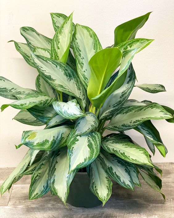 aglaonema bay Aglaonema Diamond Bay – Greenvenao