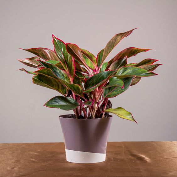aglaonema 'siam aurora' Siam Aurora Chinese Evergreen Plant - Aglaonema - Grows in Dim Light