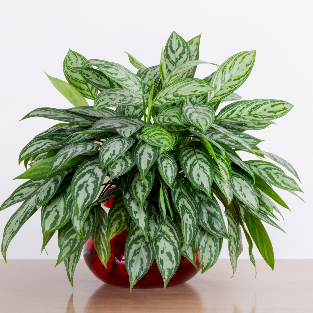 aglaonema abidjan Aglaonema Abidjan