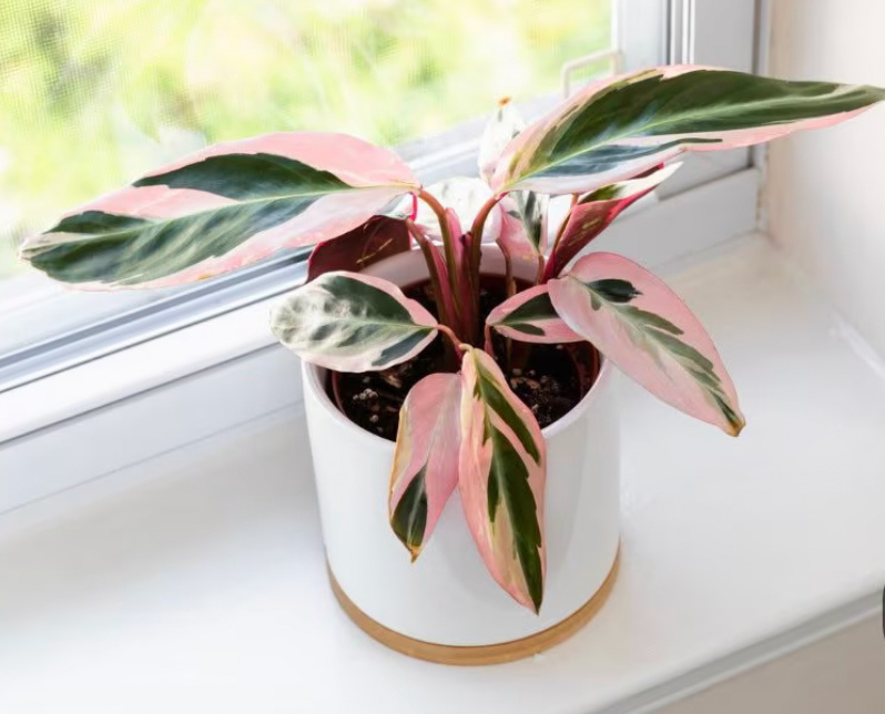 elefantenfuß einpflanzen Elefantenfuß 80–100 cm – Beaucarnea recurvata