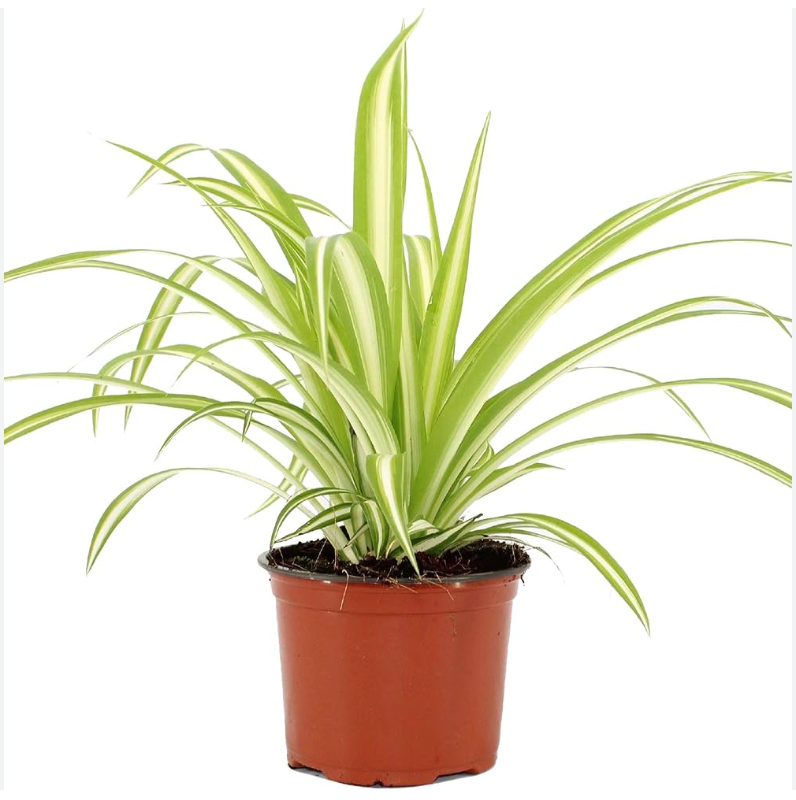 chlorophytum malabaricum Chlorophytum Malamadre L