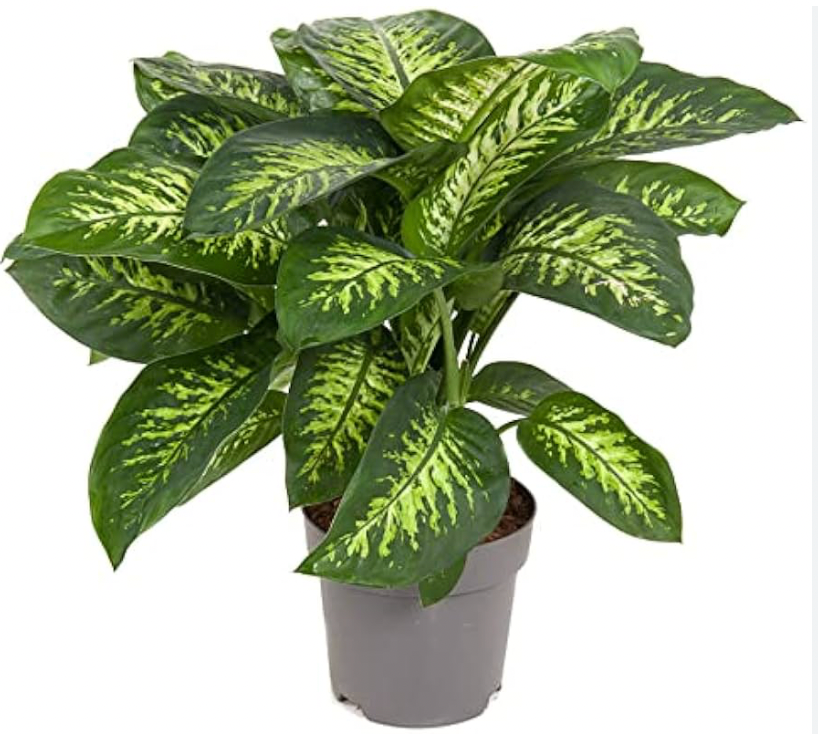 dieffenbachia sequine Dieffenbachia Seguine M