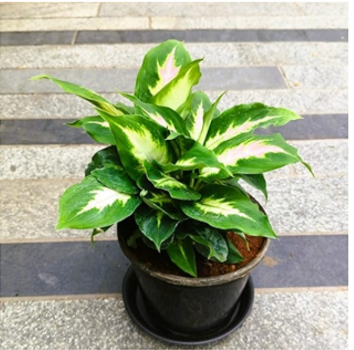 dieffenbachia triumph Dieffenbachia Triumph M
