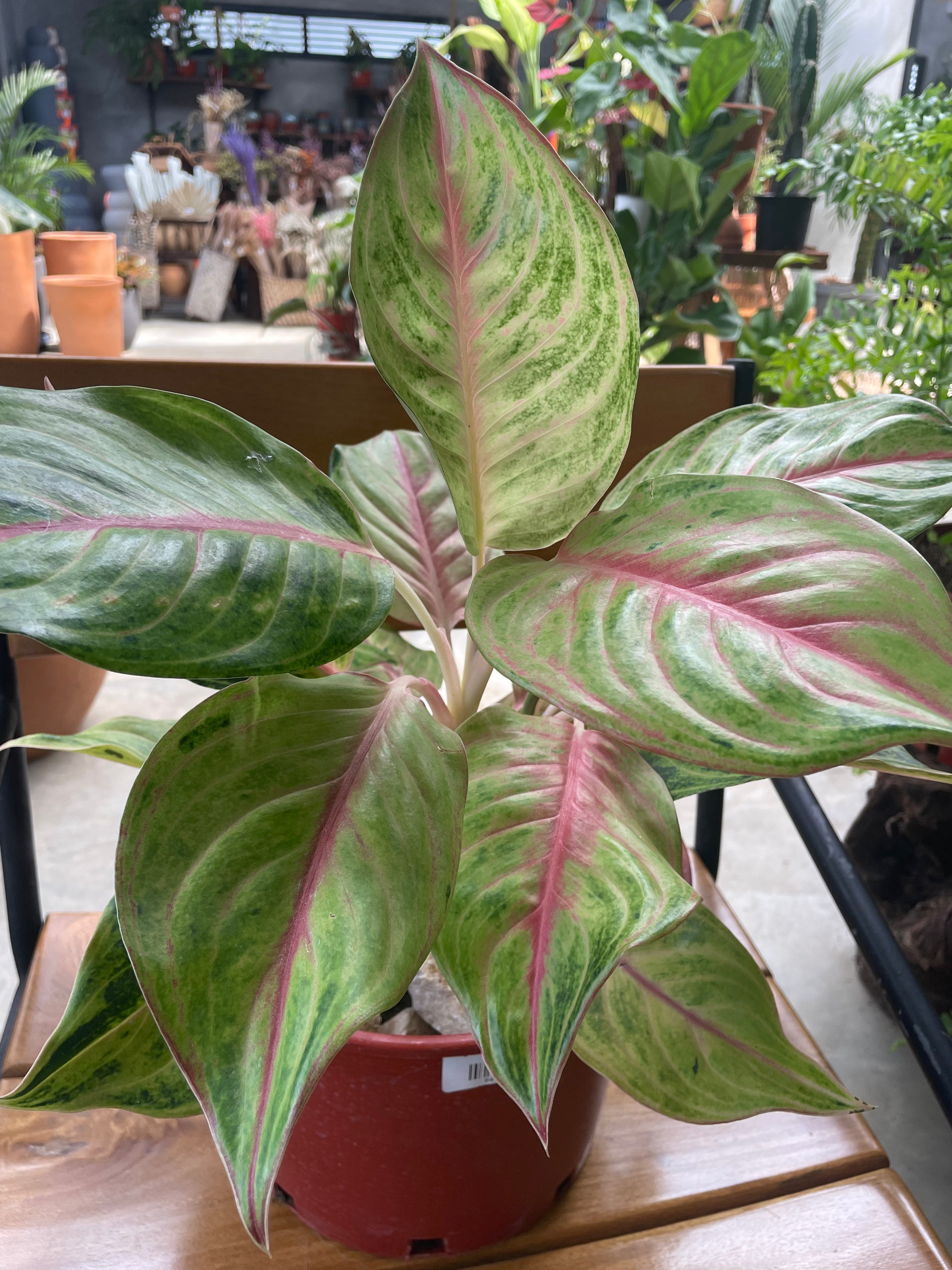 aglaonema rose Aglaonema Etta Rose