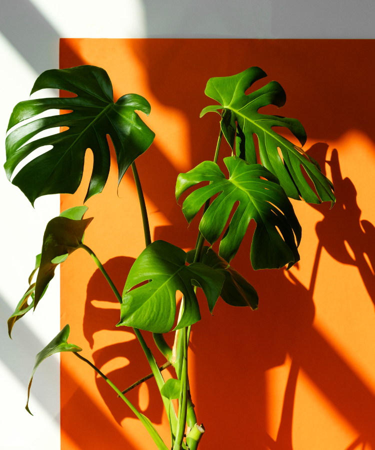 coltivare la monstera deliciosa Monsterra Deliciosa – Greenvenao
