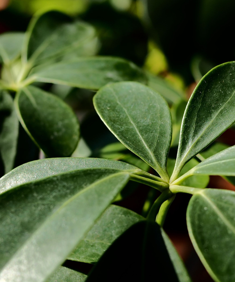 Schefflera