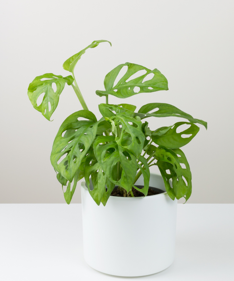 acuminata monstera Monstera acuminata
