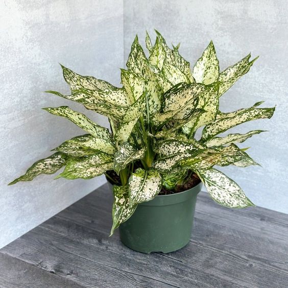 aglaonema snow white benefits Aglaonema Spring Snow – Greenvenao
