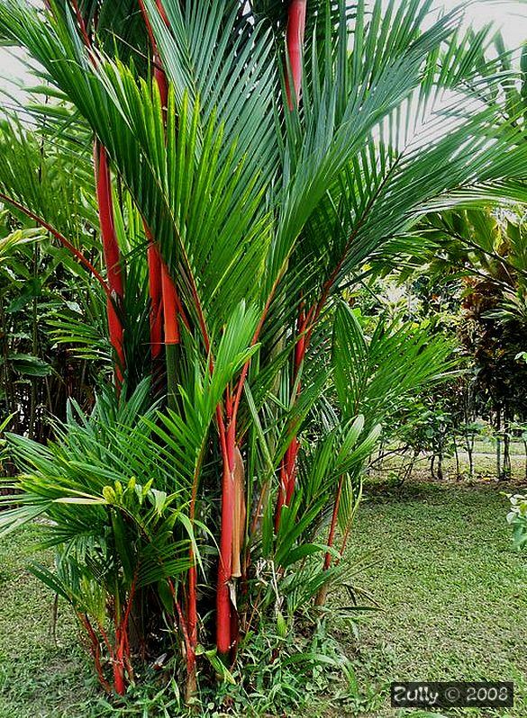 areca roja palma Palma Roja XL