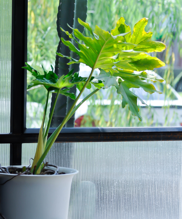 philodendron bipinnatifidum now thaumatophyllum Indoor Plant – Climbing Philodendron – Height: 119 cm