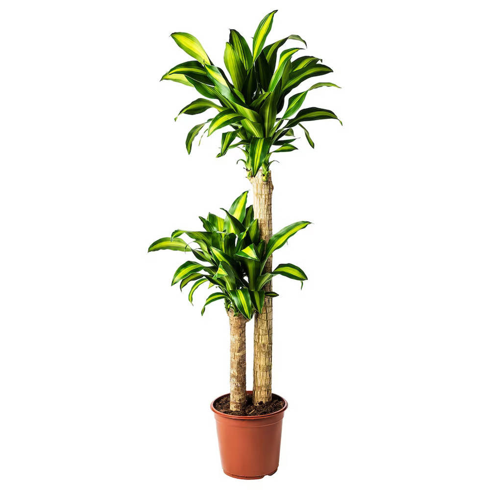 dracaena palo de brasil Palo de Brasil