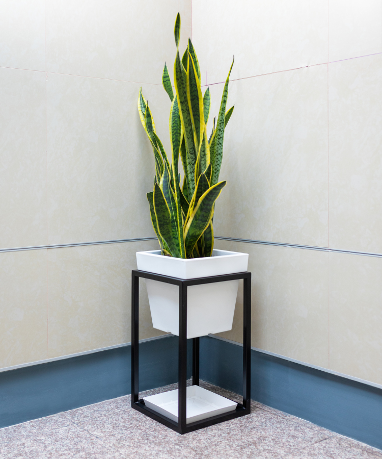 modern square snake plant Snake Plant – Greenvenao