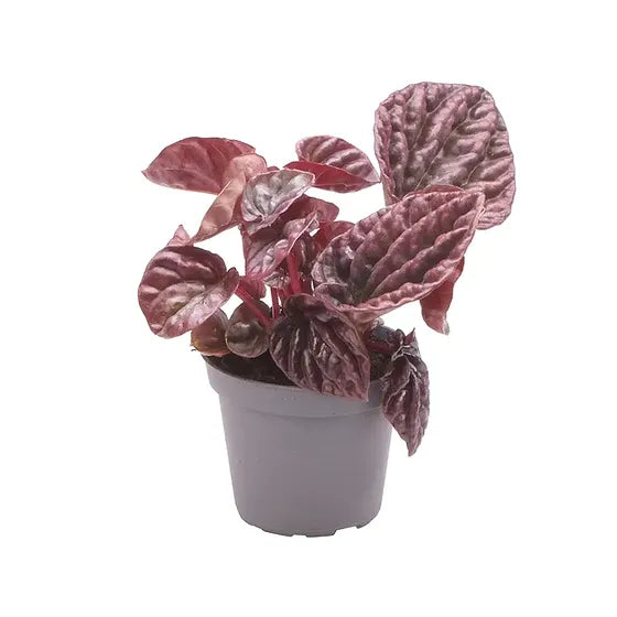 Peperomia Caperata XS