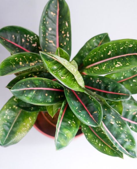 Aglaonema Pink Moon