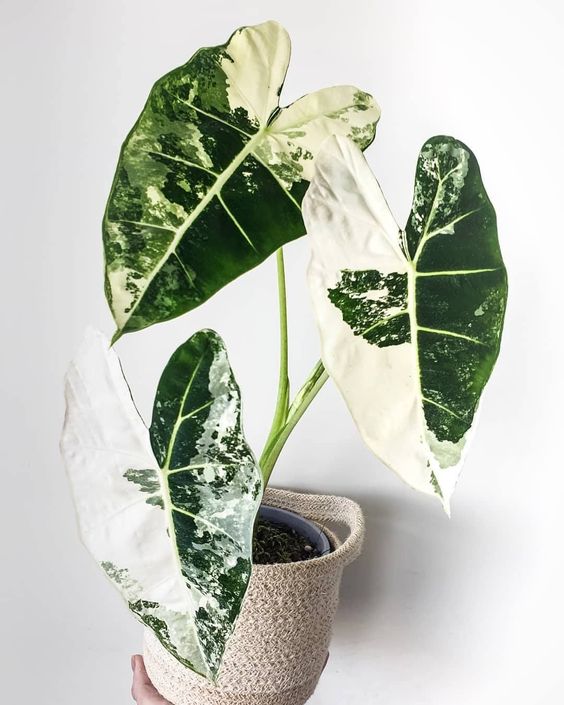 Alocasia Variegata L