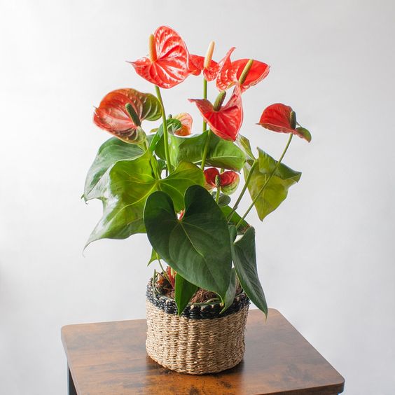 anthurium reciso Anturios – Greenvenao