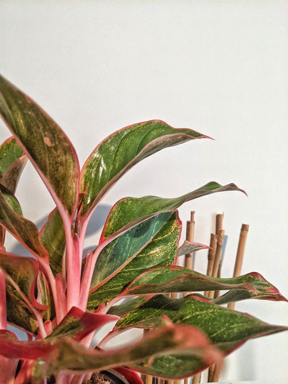 aglaonema pink siam aurora Aglaonema Siam Aurora – Greenvenao