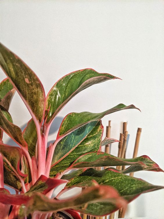 Aglaonema Siam Aurora