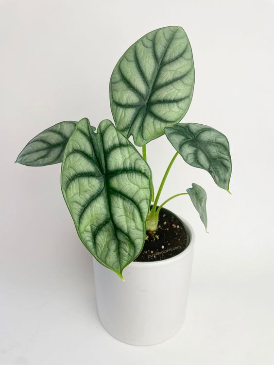 Alocasia Dragon