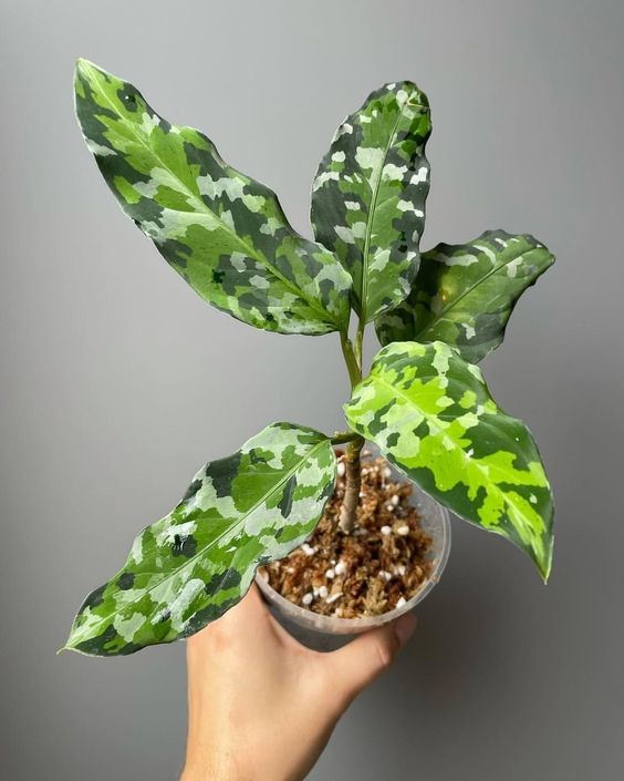 Aglaonema Pictum