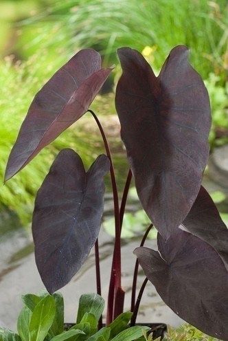 Alocasia Black Magic