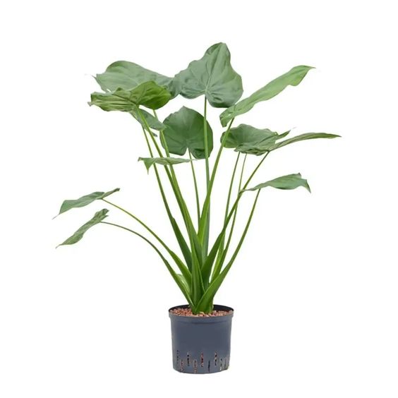 Alocasia Cucullata