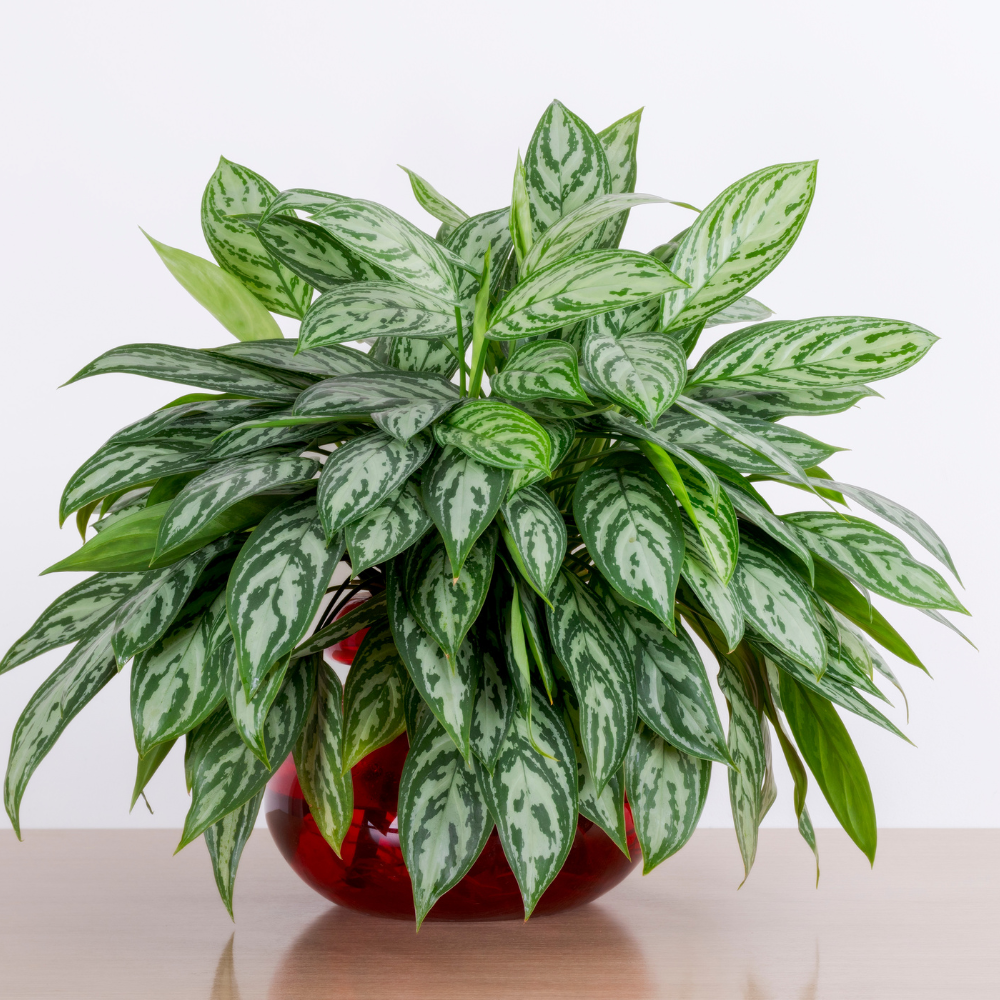 Aglaonema Abidjan