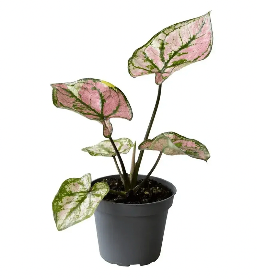 Caladium XS