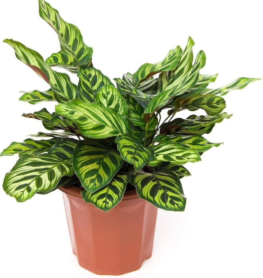 Calathea Arruruz S