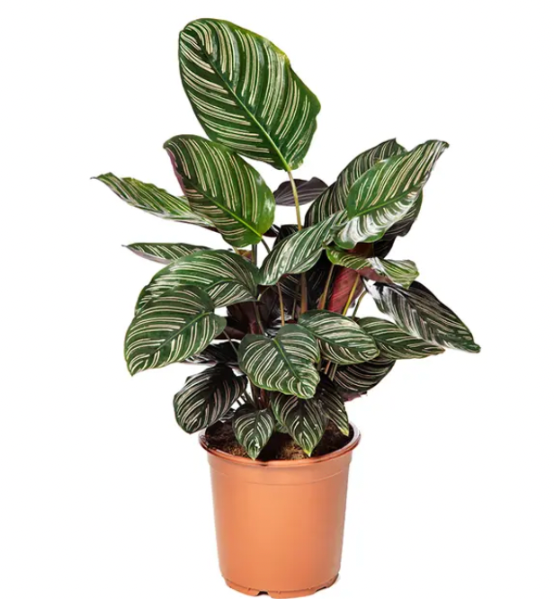 Calathea Geoppertia Ornata