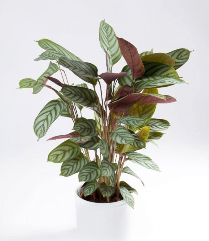 Calathea Setosa