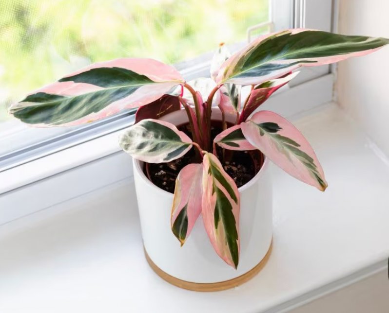 Calathea Stromanthe Thalia