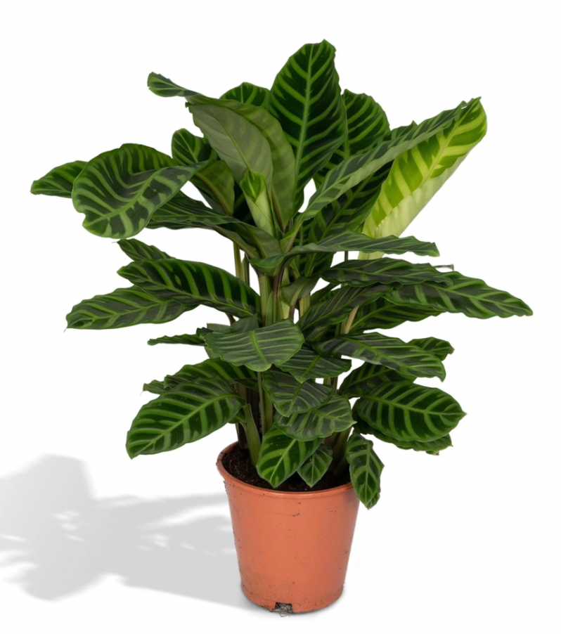 Calathea Zebrina