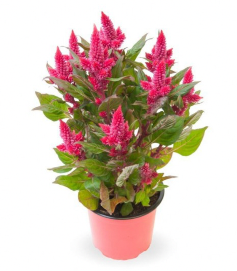 Celosia XS