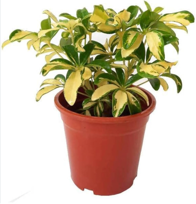 Chefflera M