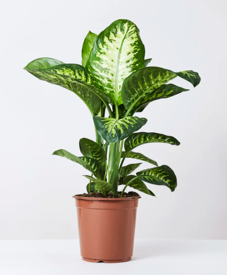 Dieffenbachia Camouflage M