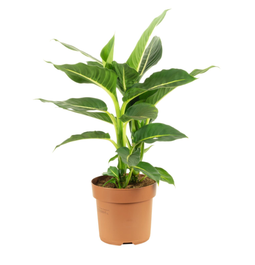 Dieffenbachia Green Magic S