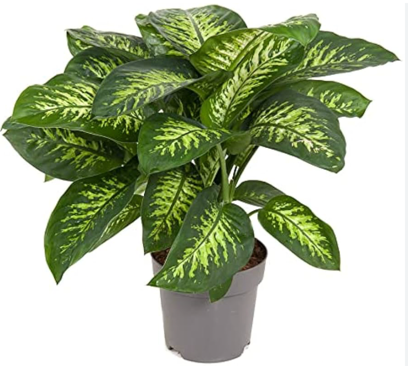 Dieffenbachia Seguine M