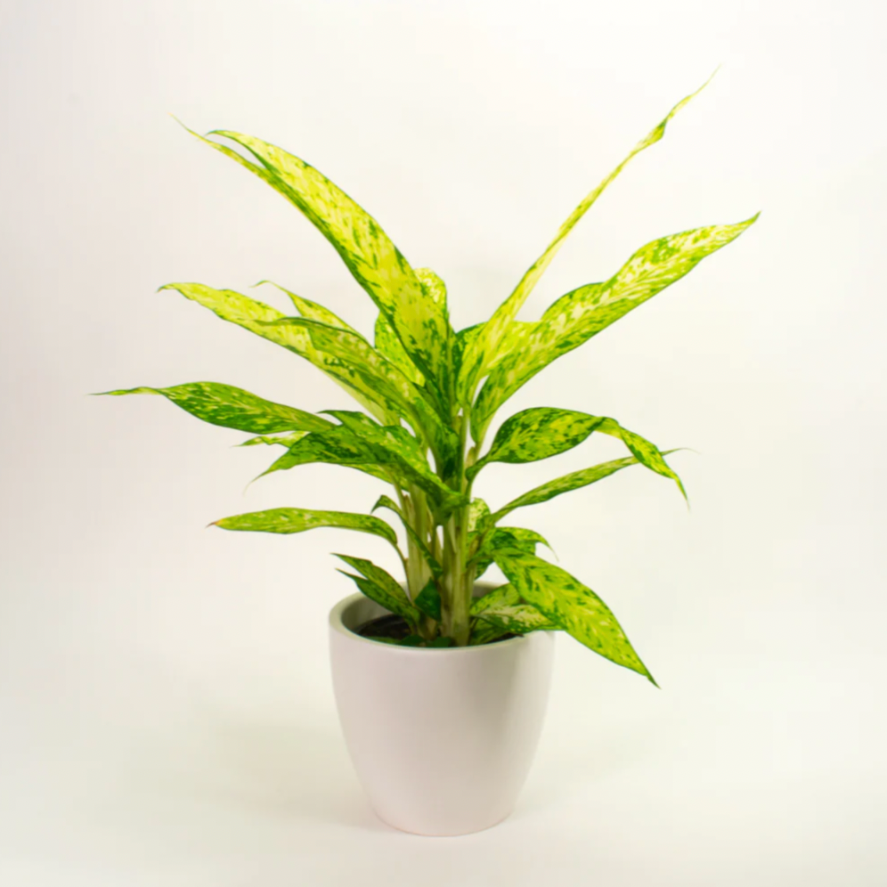 Dieffenbachia Start Bright M