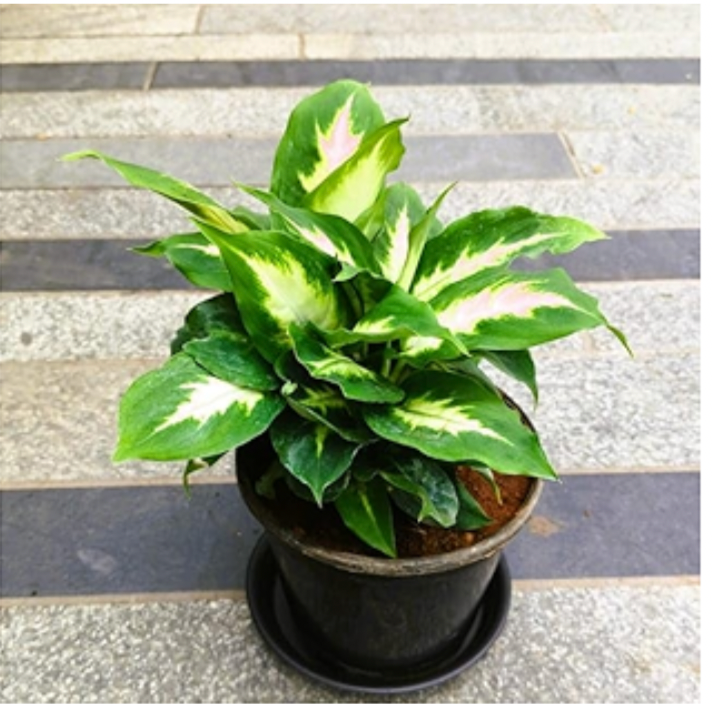 Dieffenbachia Triumph M