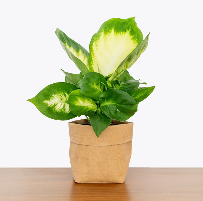 Dieffenbachia Triumph S