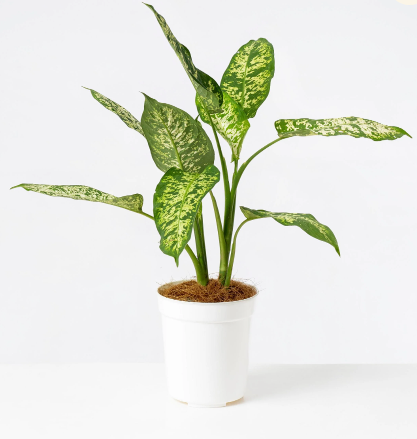 Dieffenbachia Tropic Rain M