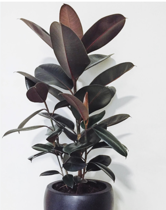 Ficus Morado L