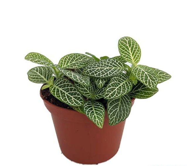 Fittonia Argyroneura