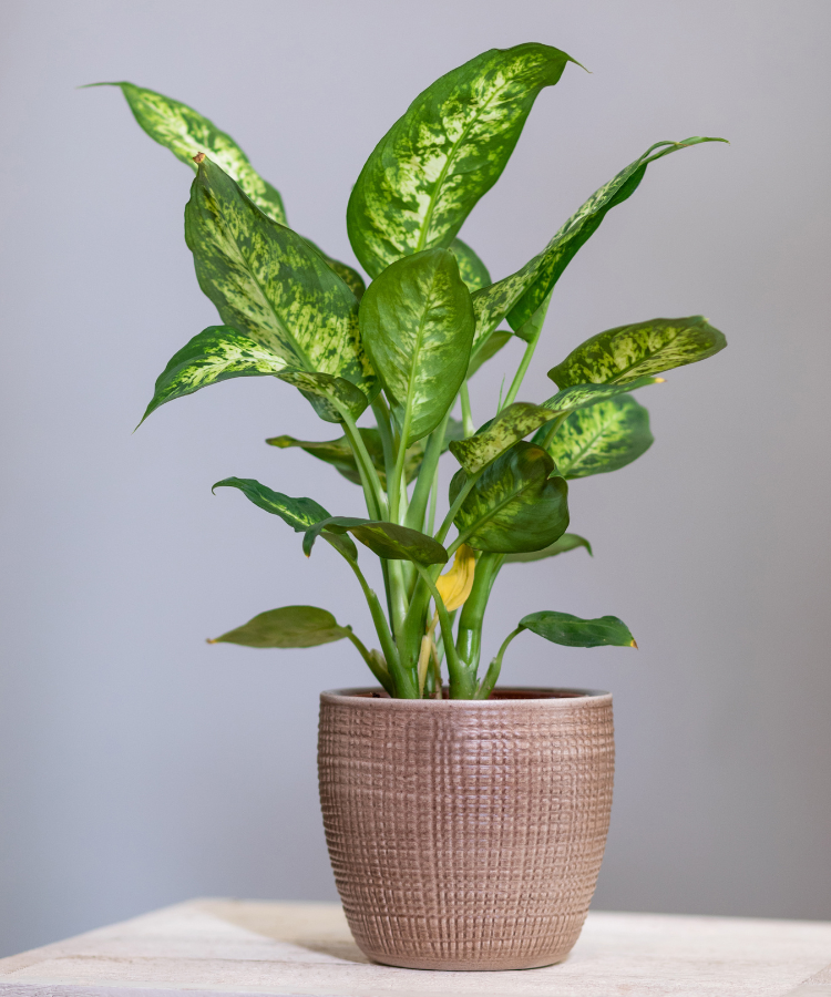 Dieffenbachia