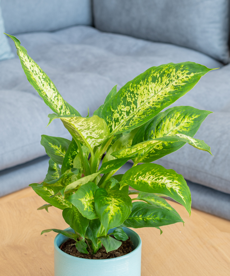 Dieffenbachia