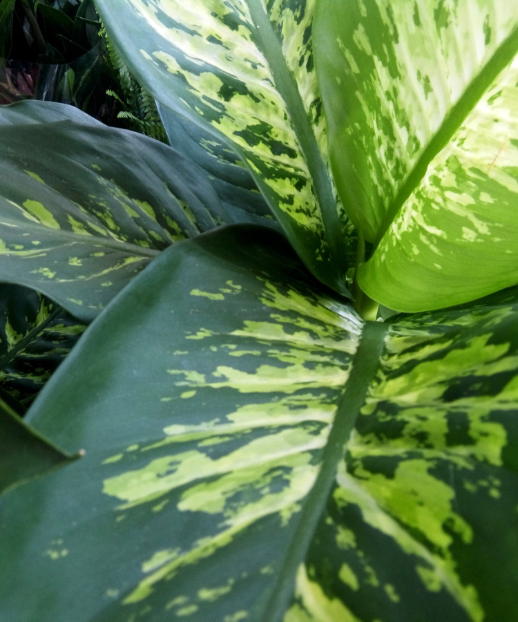 Dieffenbachia