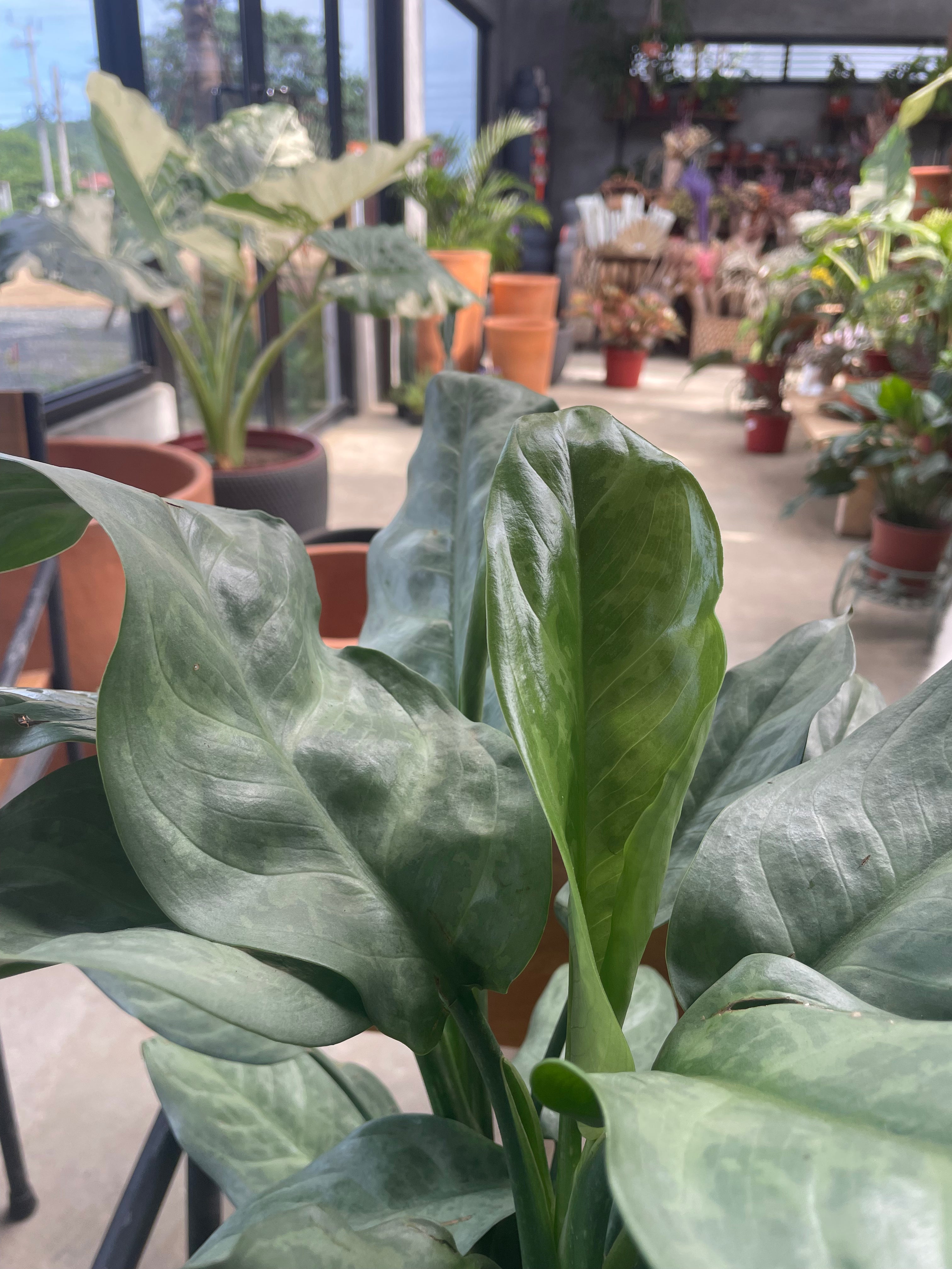 Aglaonema Ligth Green