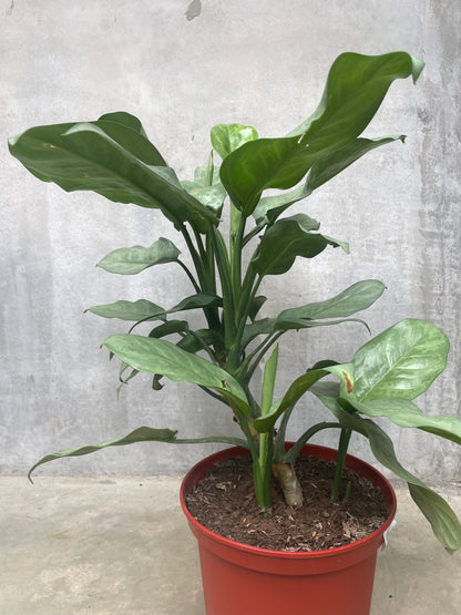 Aglaonema Ligth Green